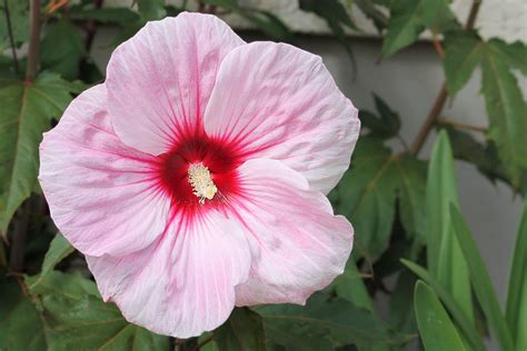 Hibiscus Giant Pink · Free Photo On Pixabay