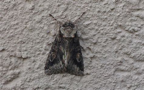 Les Insectes Du Haut Jura La Noctuelle De L Aub Pine