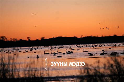 Онцлох фото: Ганга нууран дахь хунгийн чуулган