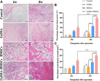 Frontiers Biomimetic Methacrylated Gelatin Hydrogel Loaded With Bone