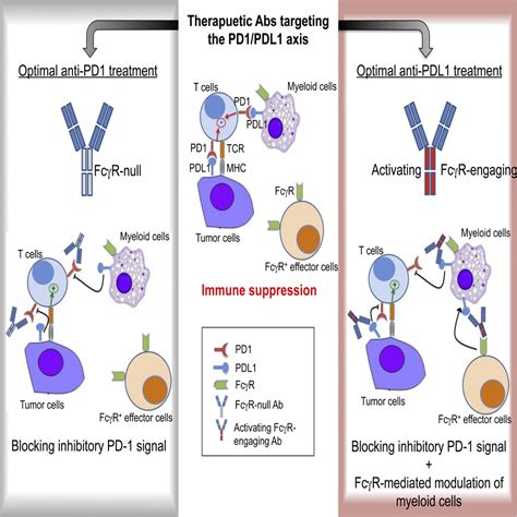 FcγRs Modulate the Anti tumor Activity of Antibodies Targeting the PD 1