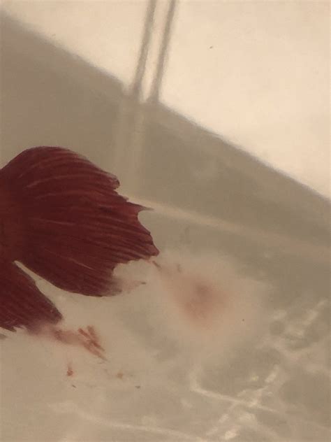 Is this a fungal infection? | Fish Forum