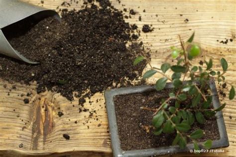 Chinesische Ulme Als Bonsai Pflege Und Schneiden Pflege Fehler