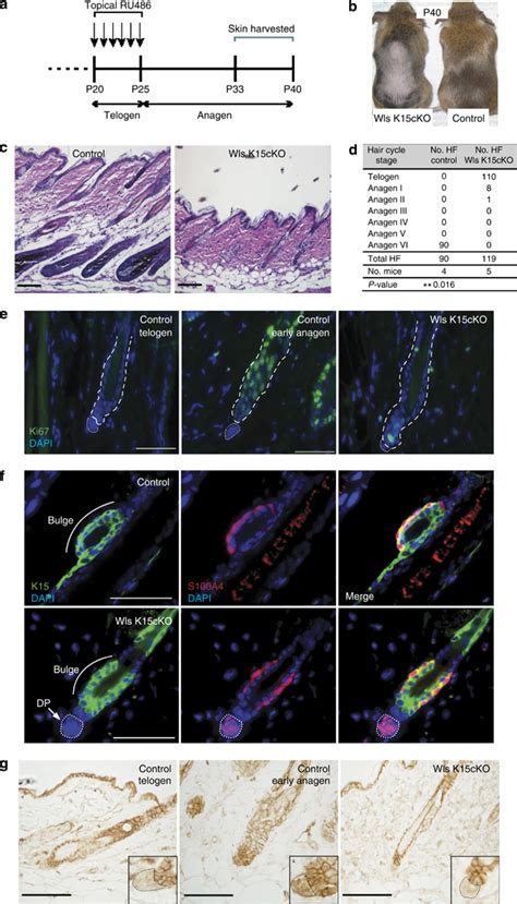 Hair Follicle Stem Cells HFSCs Require Wntless Wls To Promote