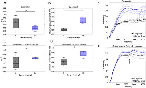 Ribosome Binding Antibiotics Increase Bacterial Longevity And Growth