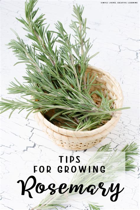 Tips for Growing and Harvesting Rosemary - Simple Living. Creative Learning