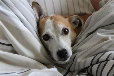 Por Qu Los Perros Rascan El Suelo Descubre La Respuesta Aqu