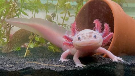 Der supersüße Axolotl ist auch ein rücksichtsloser Fleischfresser - TUNLOG