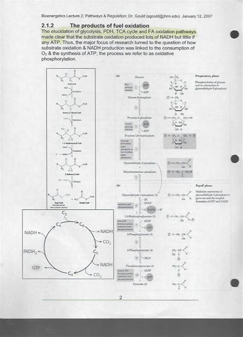 Solution Cellular Pathways And Regulation Bioenergetics Oxidative