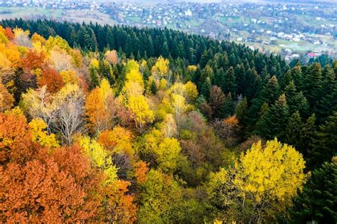 Premium Photo Aerial View Of Dense Green Pine Forest With Canopies Of