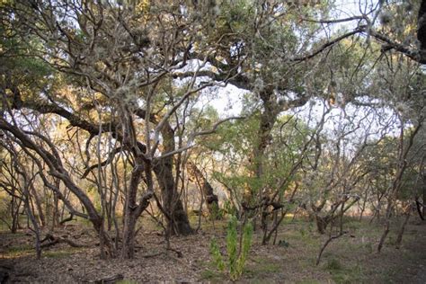 Hardberger Park Friends Of San Antonio Natural Areas