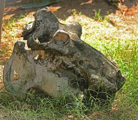 Skull Of Large Animal Free Stock Photo - Public Domain Pictures