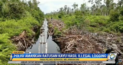 Ratusan Batang Kayu Hasil Perambahan Hutan Ditemukan Di Perbatasan