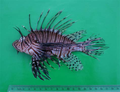 Red Lionfish Pterois Volitans Mm Tl Captured By Hand Net In