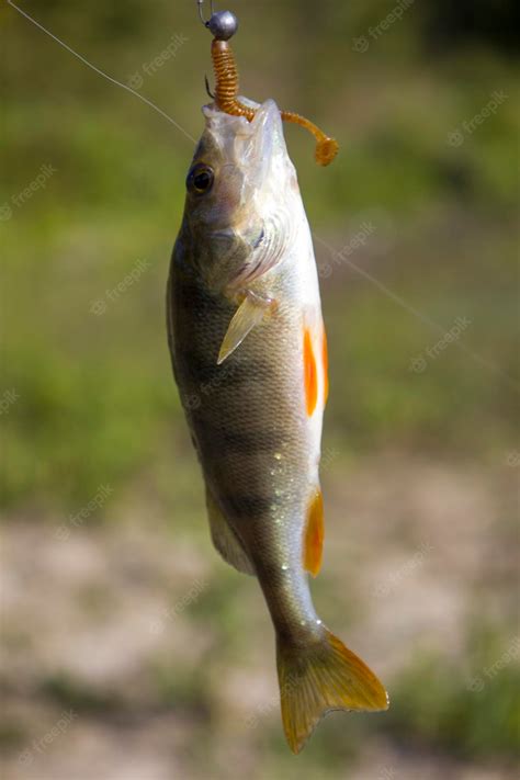 Premium Photo A Perch Fish With A Silicone Bait In Its Mouth