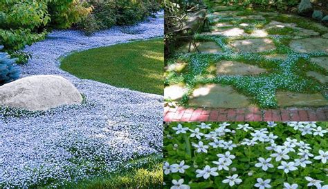 Best Shade Ground Cover Zone 5 - ground cover good