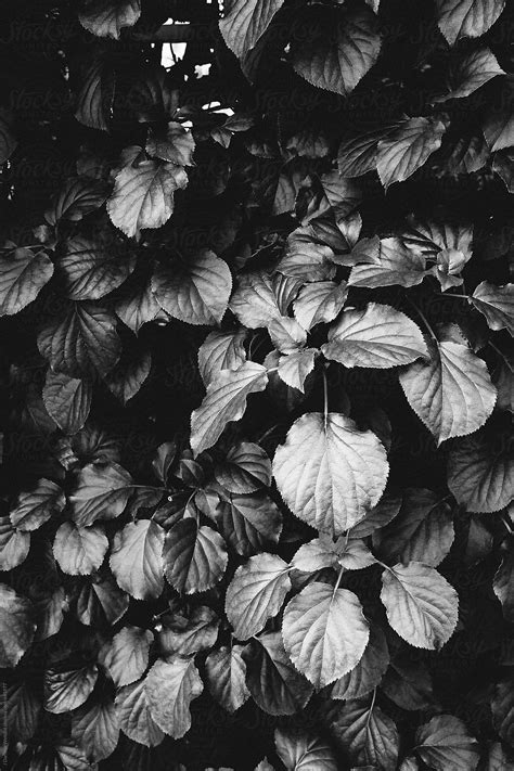 Close Up Of Leaves In Black And White Del Colaborador De Stocksy J