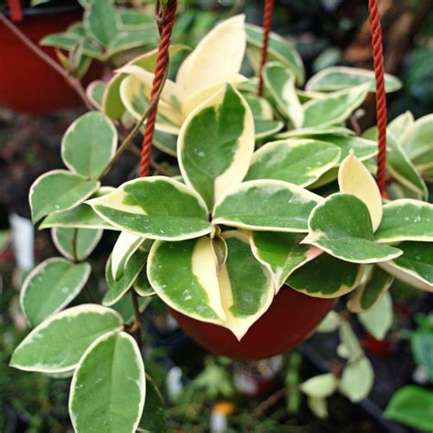 Hoya carnosa 'Krimson Queen' – Steve's Leaves