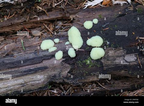 Tube Slime Mold Stemonitis Sp Immature Specimen Stock Photo Alamy
