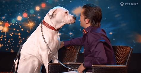 Incredible Dog Bow Wows ‘belgiums Got Talent Singing Whitney Houston