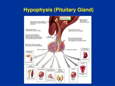 Ppt Hypothalamo Hypophyseal Axis Powerpoint Presentation Free