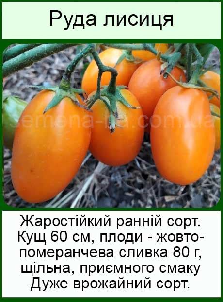 Насіння низькорослих помідор