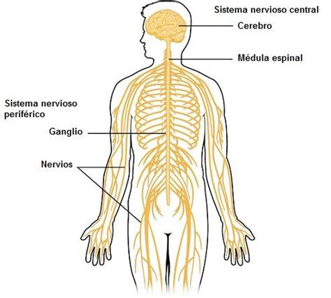 TOMi Digital El Sistema Nerviso