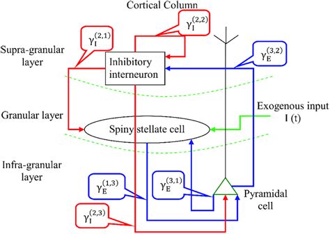 Cortical Column Architecture A Cortical Column Is Segregated Into