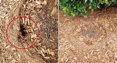 Woman S Bizarre Find In Garden Stumps Aussies