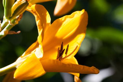 Free Images Nature Blossom Sunlight Flower Petal Summer Orange