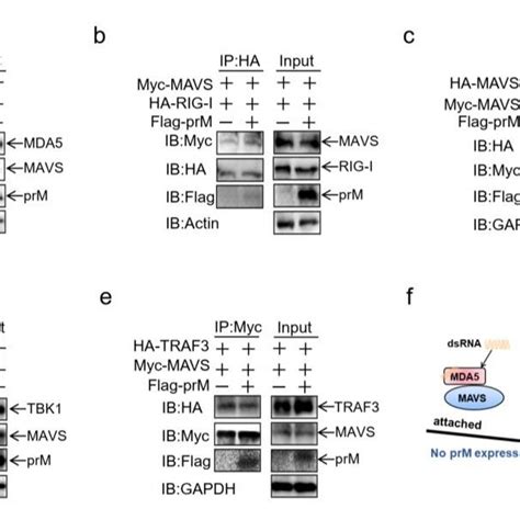 Flavivirus PrMs Antagonize IFN I Production Induced By RIG I MDA5 MAVS