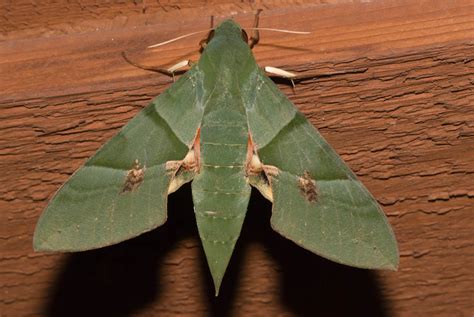 Common Large Moths — Texas Insect Identification Tools