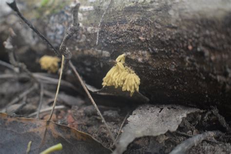 Great Lakes Fungi On Twitter At The End Of My First Time