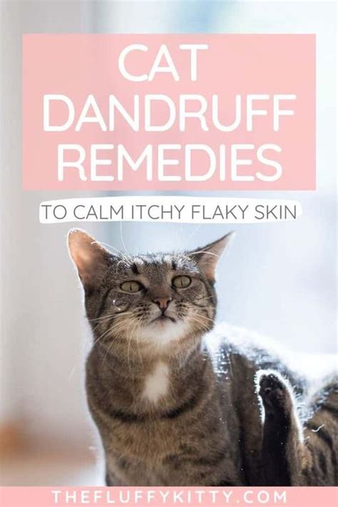 cat dandruff treatment home