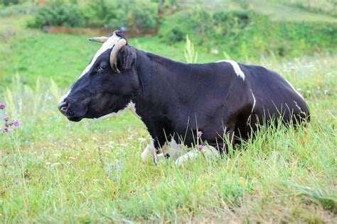 Toro negro o vaca está acostado en la hierba Foto Premium