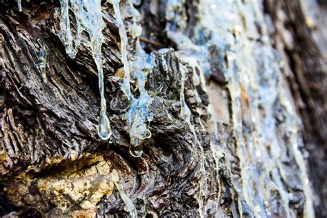 How To Remove Pine Sap The Easy Way Cottage Life