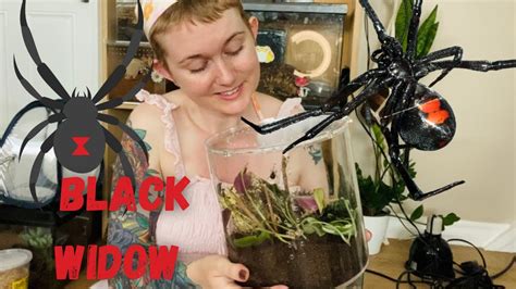 Pet Black Widow Spider Gets Bioactive Enclosure Shenay Kloss From Agt