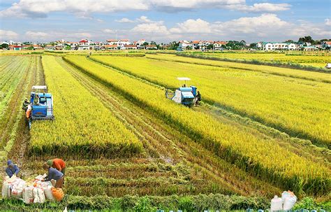 Trà Vinh Nông dân Khmer đổi đời nhờ trồng lúa chất lượng cao Gia