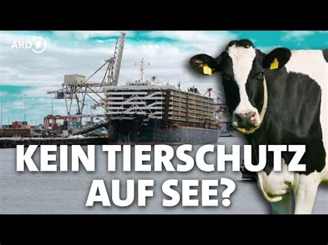 Rindertransport per Schiff Tierschutz über Bord Panorama 3 NDR