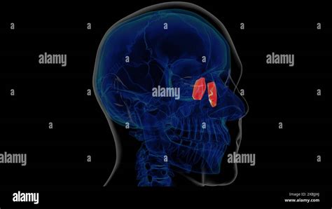 Human Skeleton Lacrimal Bone Anatomy 3d Illustration Stock Photo Alamy