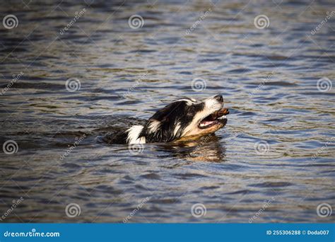 Border Collie Is Swimming In The Water Stock Photo Image Of Pedigree