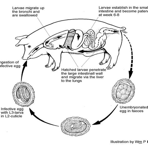 1 The Ascaris Suum Life Cycle Is Distinctly Divided Into A Short Download Scientific Diagram