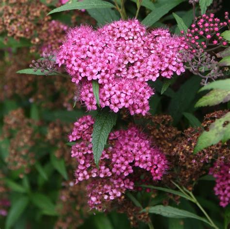 Spiraea Japonica Anthony Waterer Spir E Japonaise Fleurs Rose Sombre