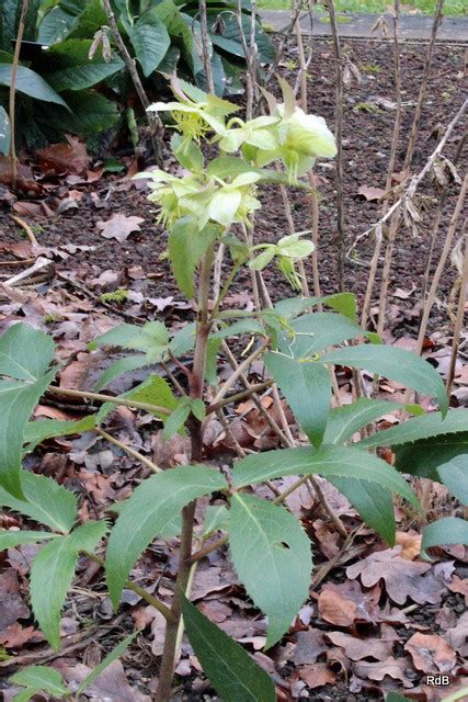 Helleborus X Sternii Wilgenbroek Selection Bg Meise Flickr