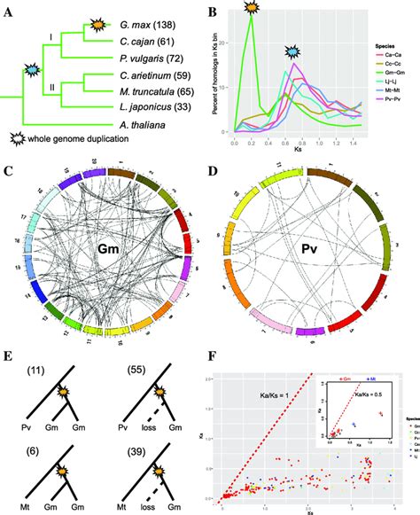 Whole Genome Duplication Wgd Derived Legume Bzips Genes A The