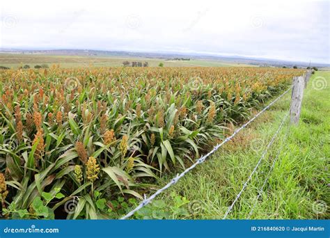 Field Of Sorghum Named Also Durra Jowari Or Milo Is Cultivated For