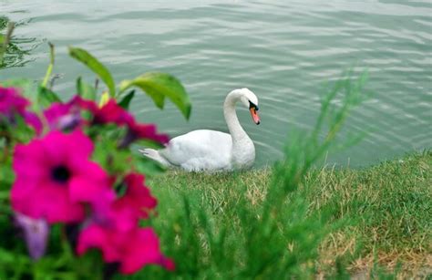 Premium Photo A Swan Swimming In The Water