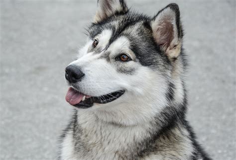 Alaskan Malamutes vs Siberian Huskies: What are the Differences