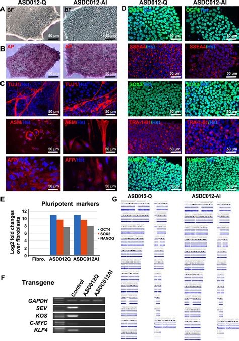 Characterization Of Ipsc Lines Download Scientific Diagram