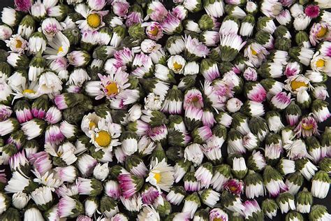 315 Bellis Perennis Fotos Imágenes e Fondo para Descarga Gratuita